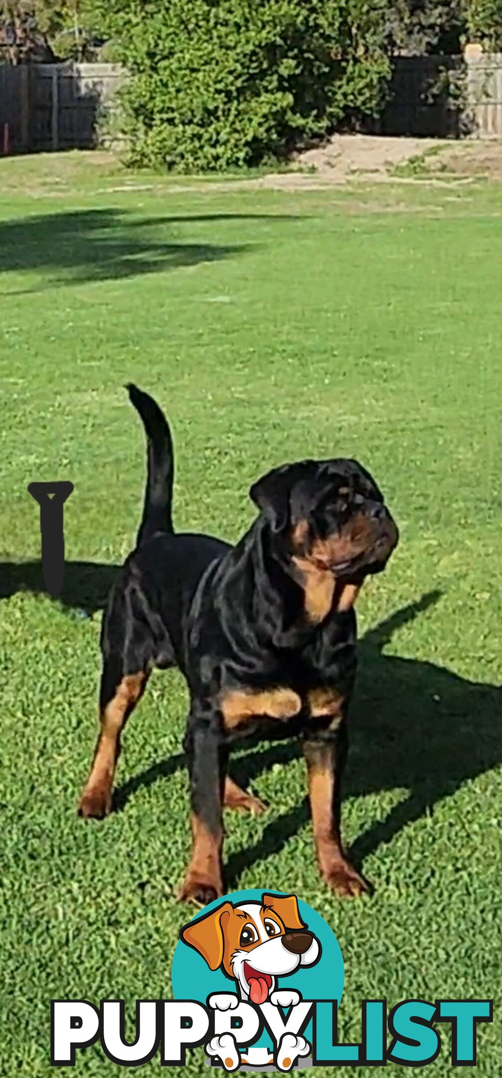 Pedigree Rottweiler Stud Service