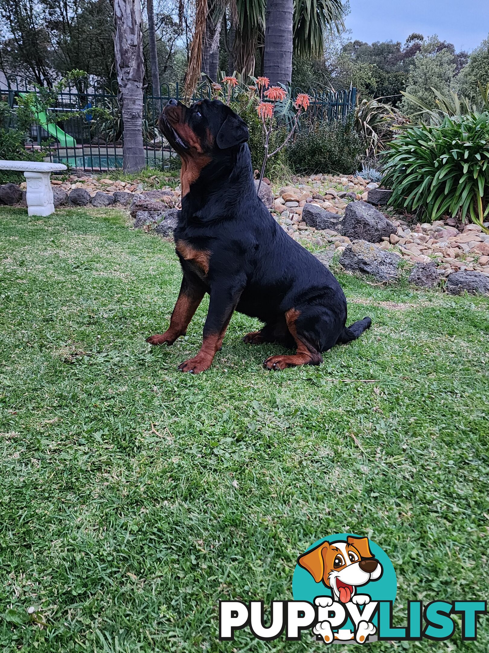 Pedigree Rottweiler Stud Service