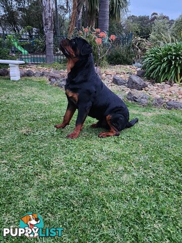 Pedigree Rottweiler Stud Service