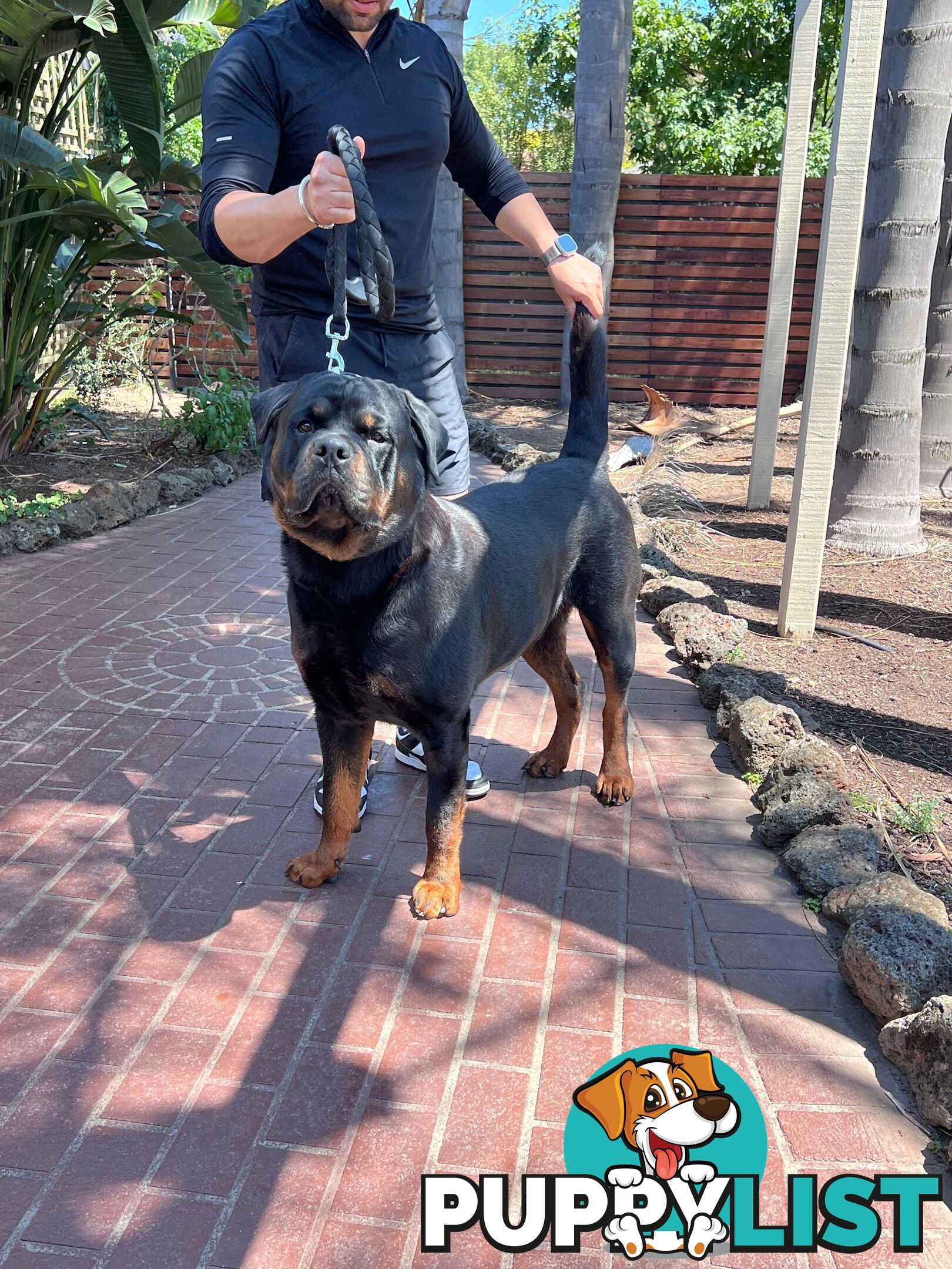 Rottweiler Stud Service