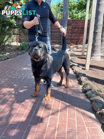 Rottweiler Stud Service