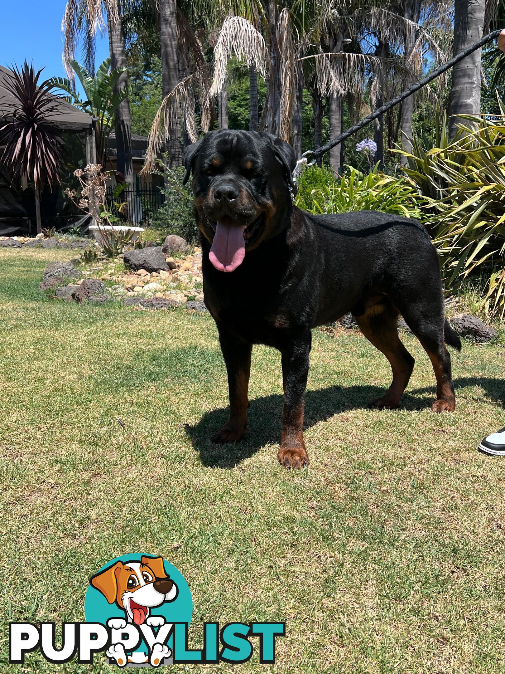 Rottweiler Stud Service