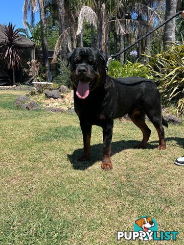 Rottweiler Stud Service