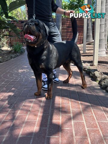 Rottweiler Stud Service