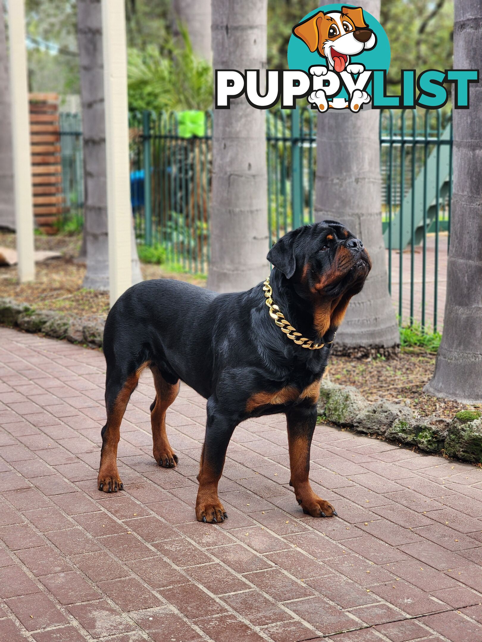 Rottweiler Stud Service