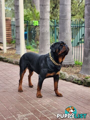 Rottweiler Stud Service