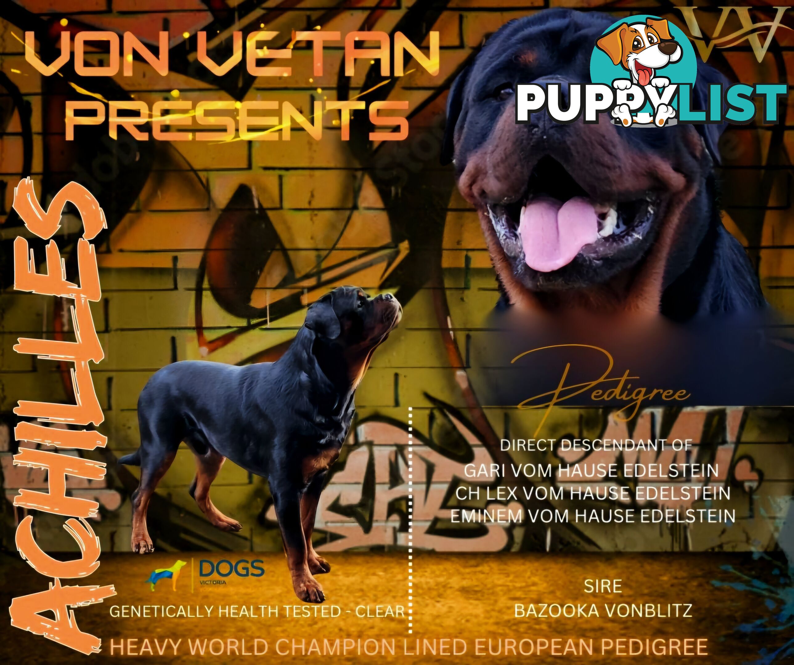 Rottweiler Stud Service