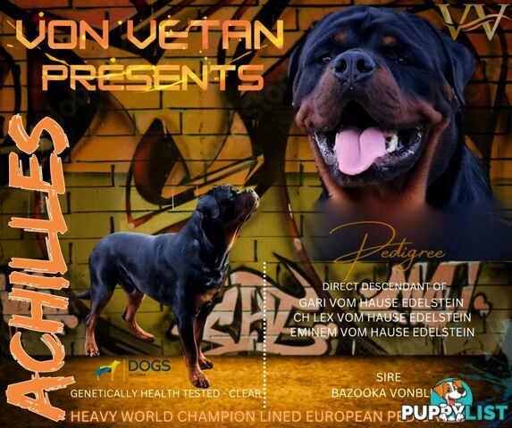 Rottweiler Stud Service