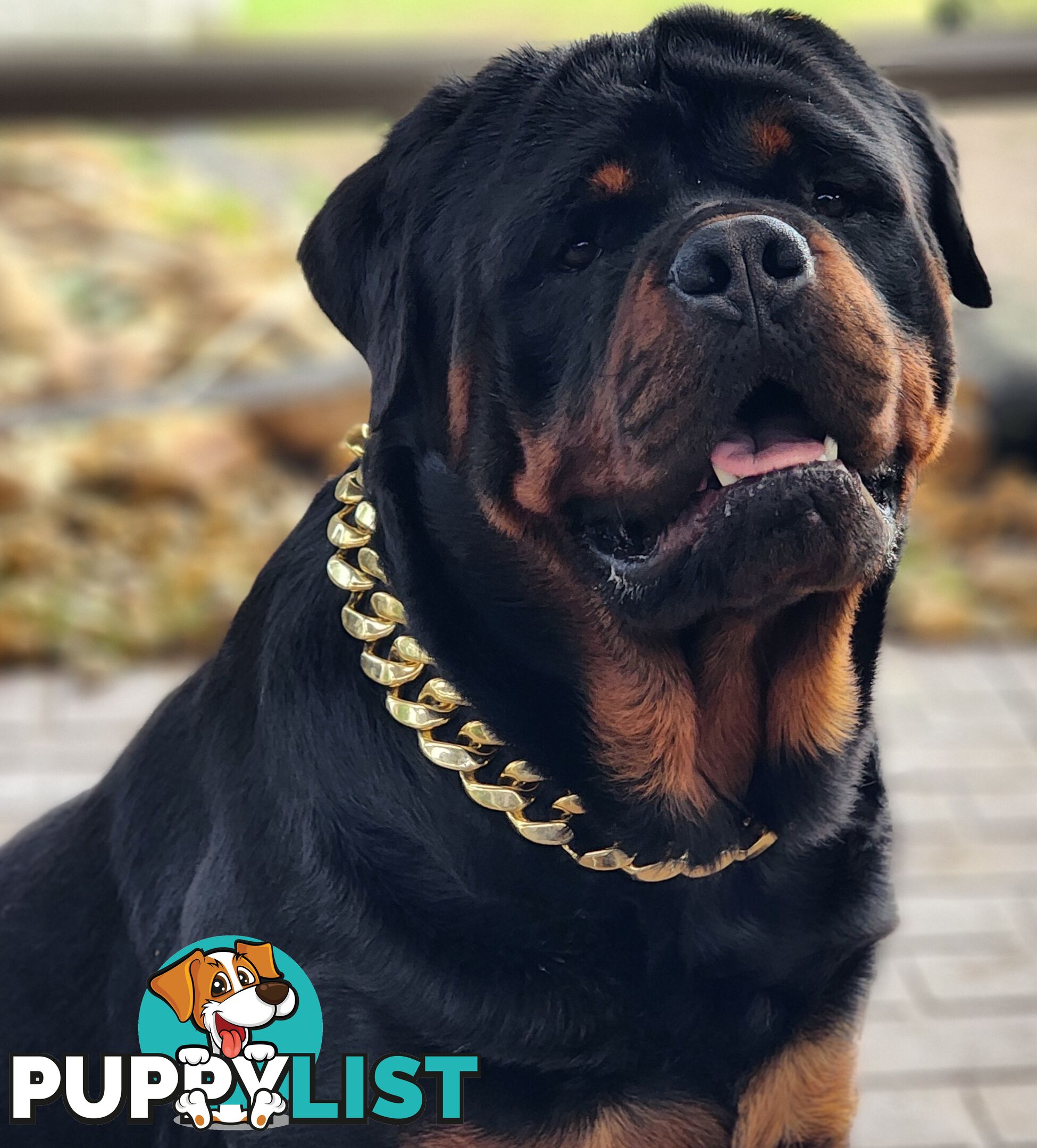 Rottweiler Stud Service