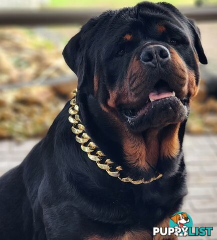 Rottweiler Stud Service