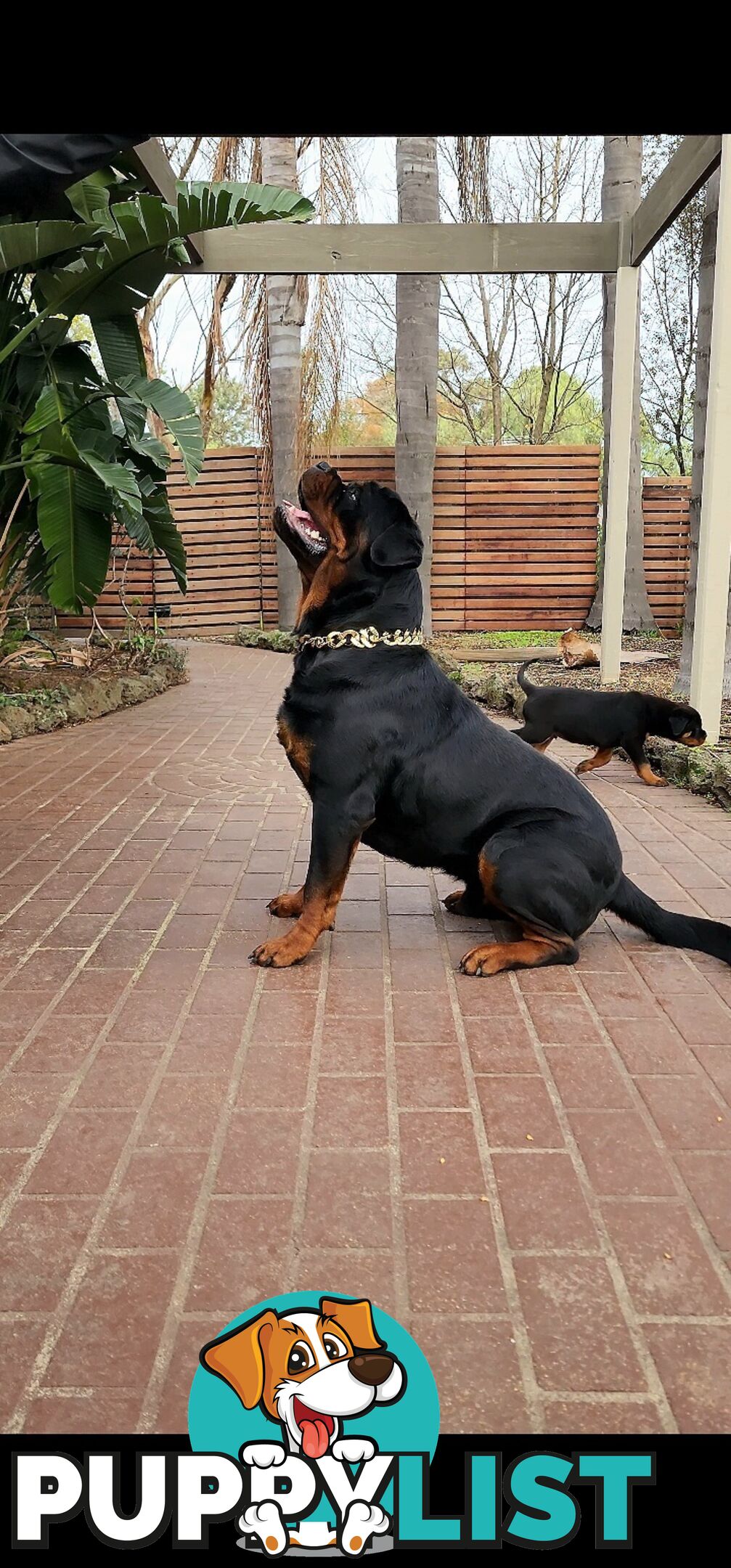 Rottweiler Stud Service