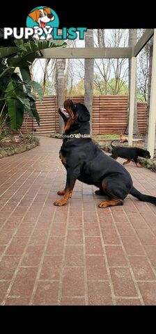 Rottweiler Stud Service