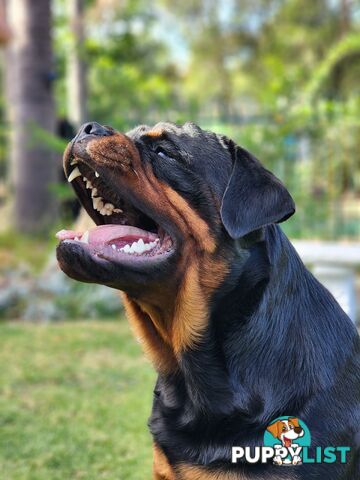 Rottweiler Stud Service