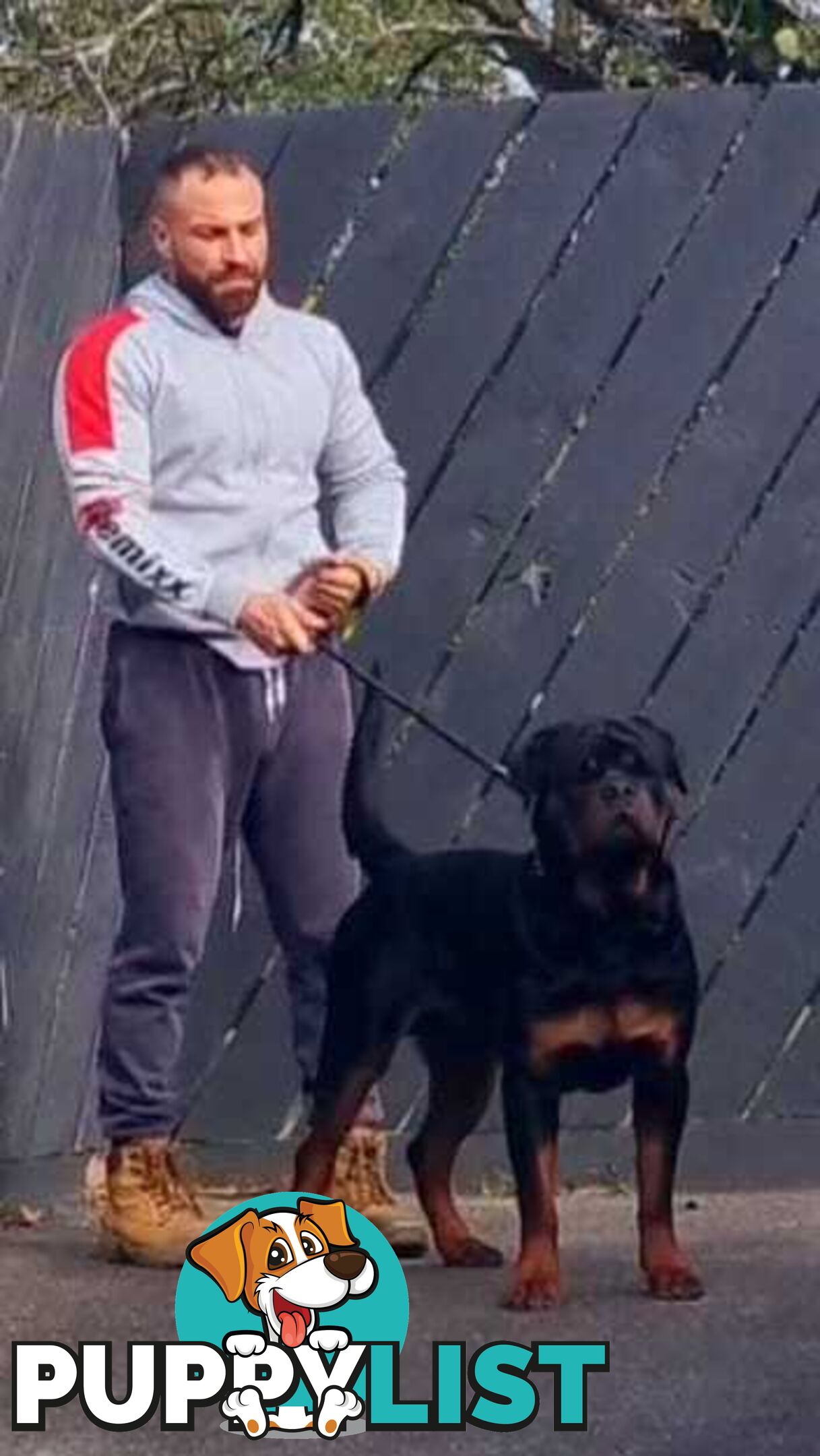 Rottweiler Stud Service