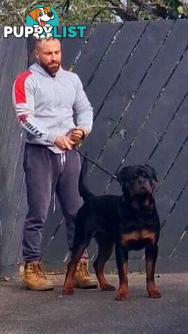 Rottweiler Stud Service