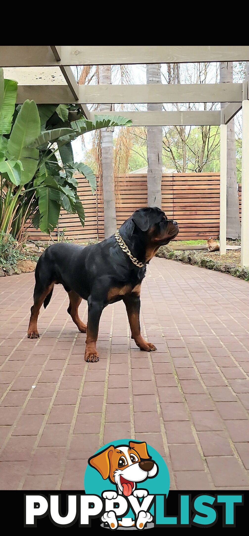 Rottweiler Stud Service