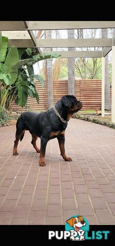 Rottweiler Stud Service