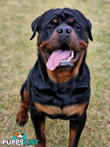 Rottweiler Stud Service