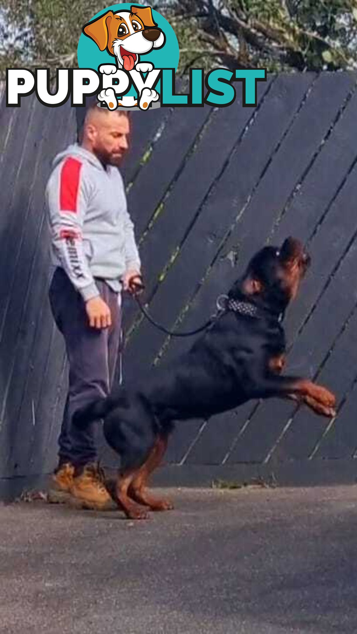 Rottweiler Stud Service