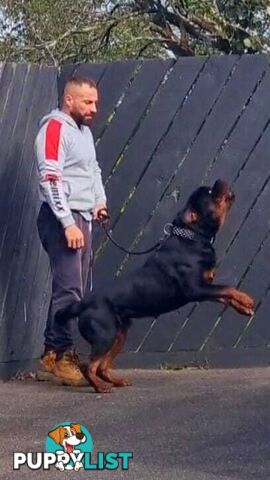 Rottweiler Stud Service