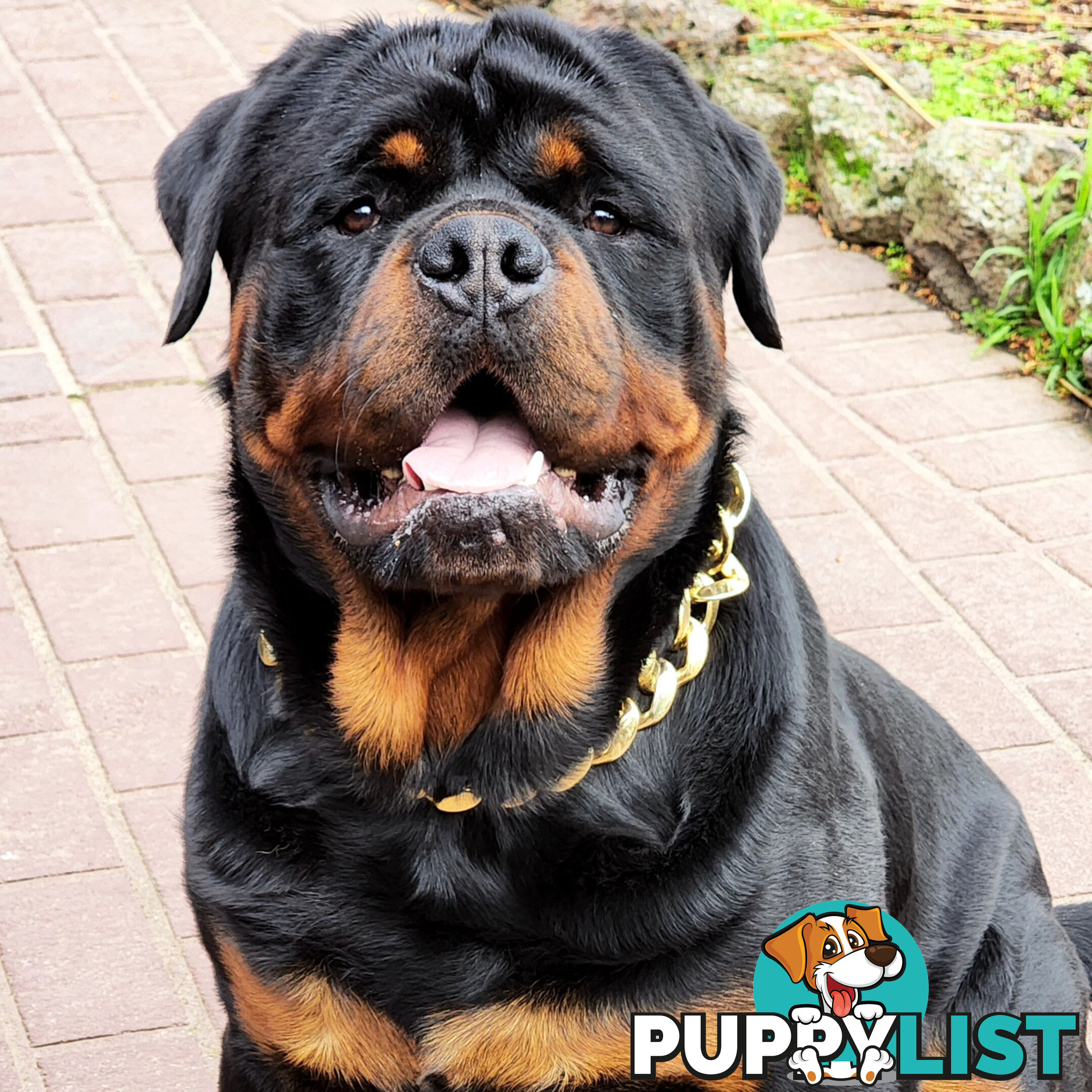 Rottweiler Stud Service