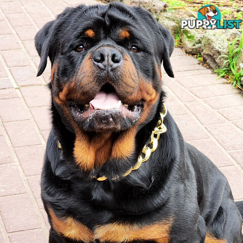Rottweiler Stud Service