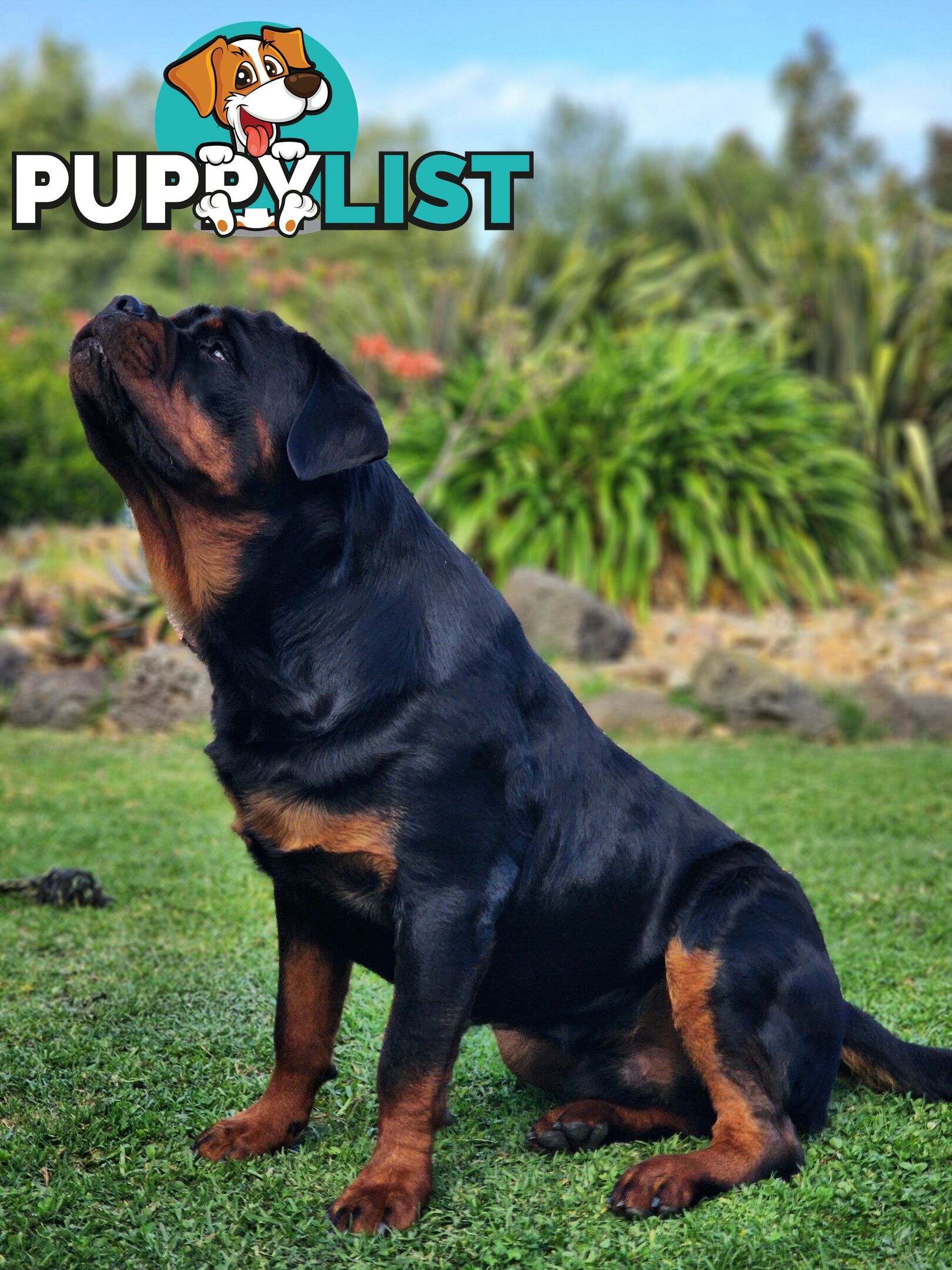 Rottweiler Stud Service