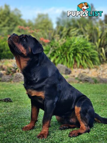 Rottweiler Stud Service