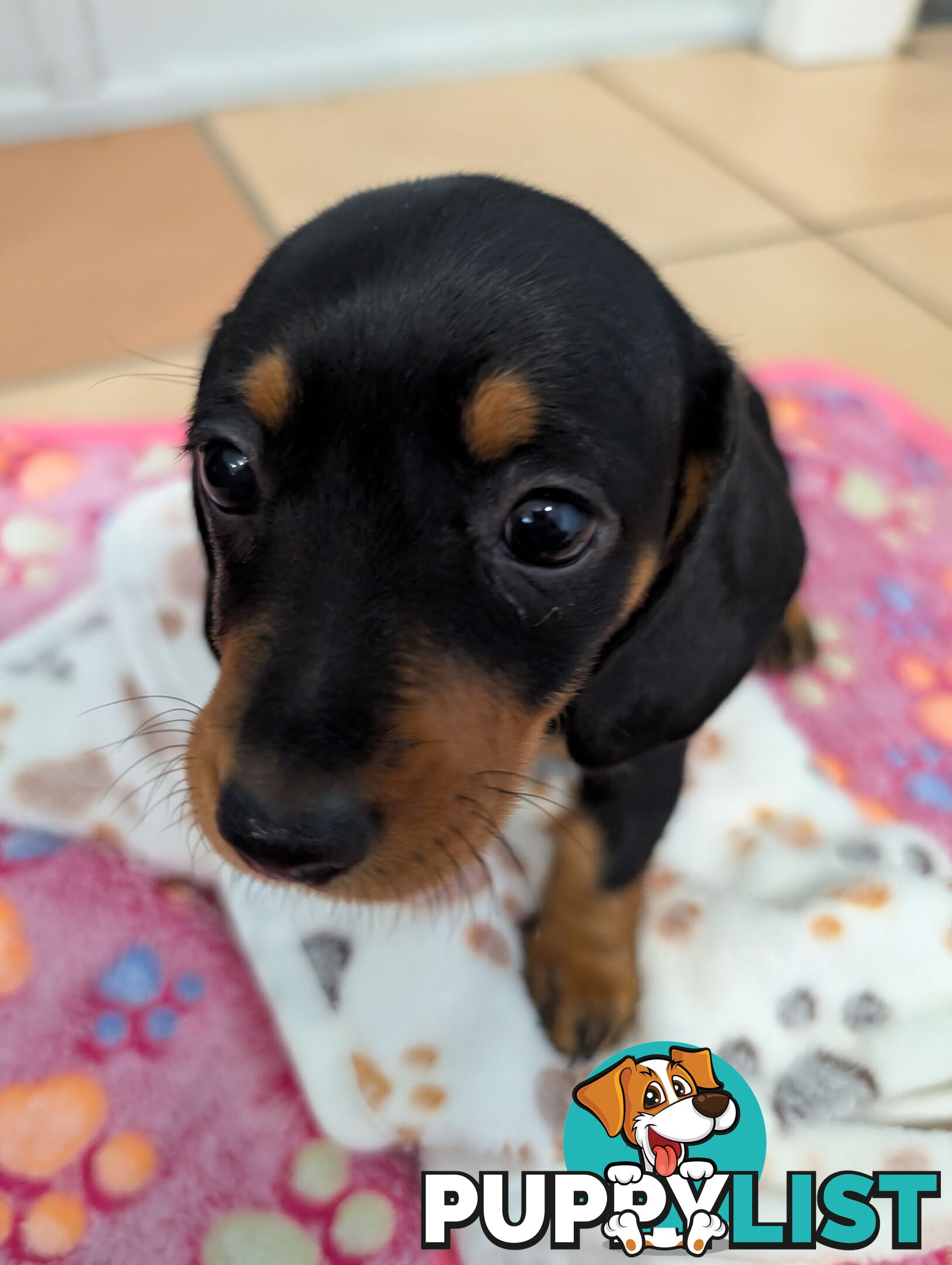 Dachshund Puppies