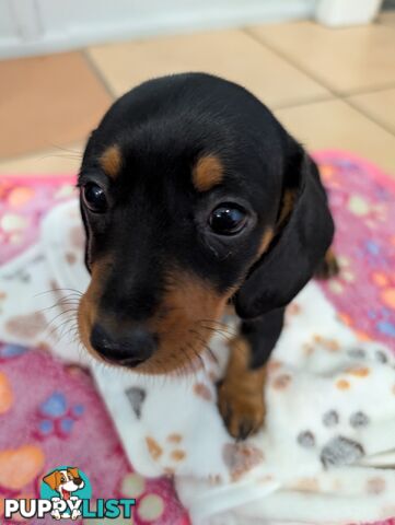 Dachshund Puppies