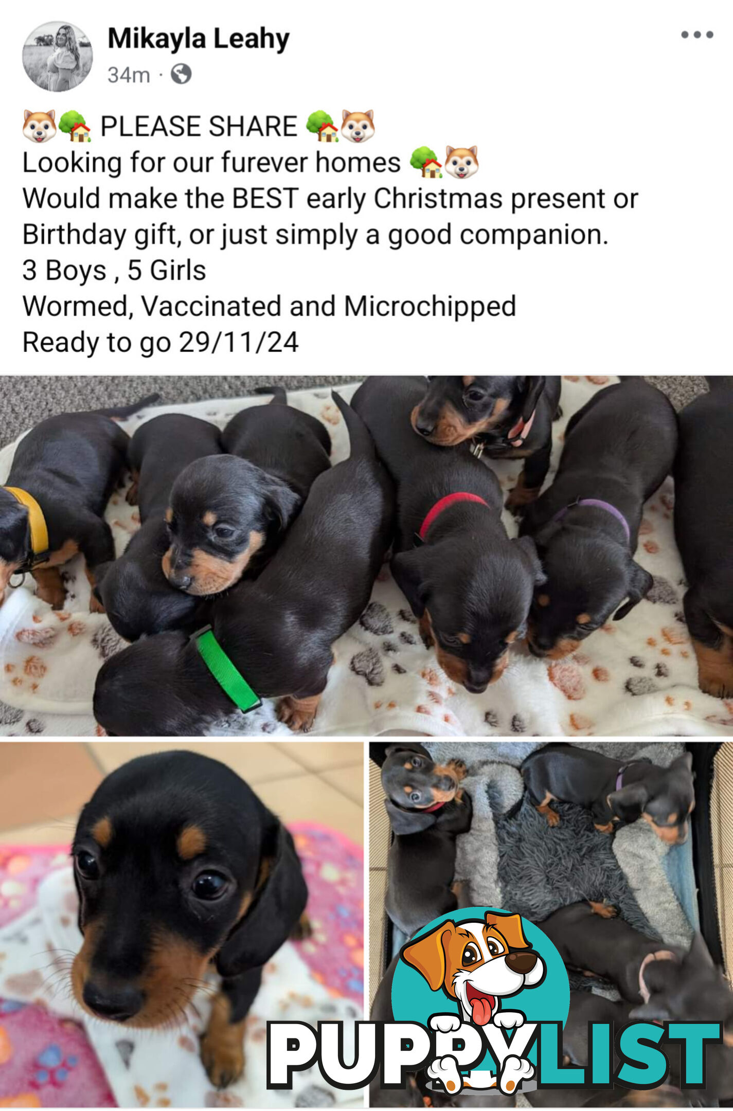 Dachshund Puppies