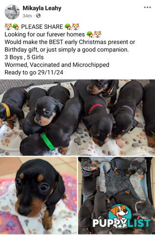 Dachshund Puppies