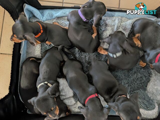 Dachshund Puppies