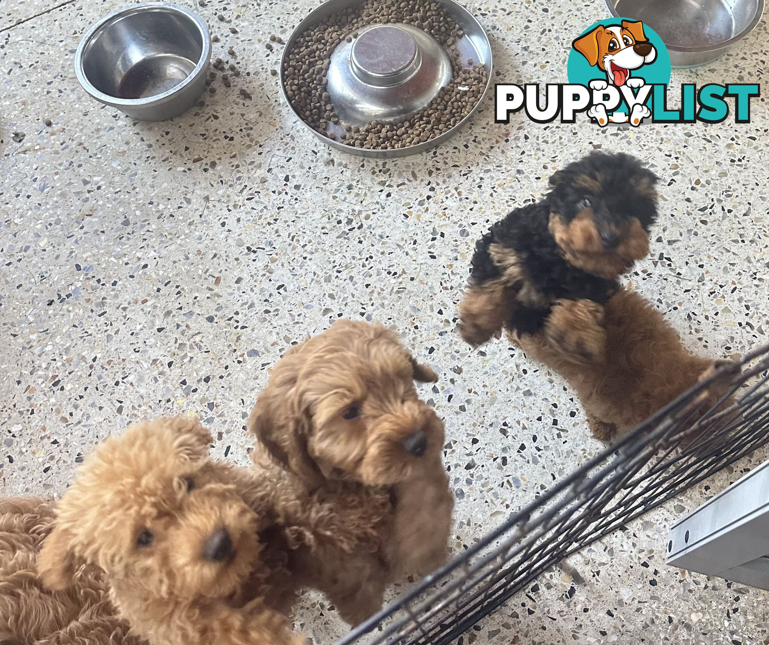 SCHNOODLE - PET or THERAPY DOG SCHNAUZER X TOY POODLE - 1RED &amp; 1GOLD MALES