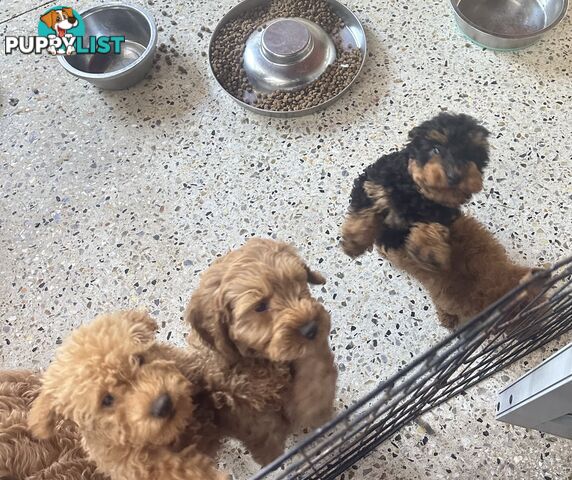 SCHNOODLE - PET or THERAPY DOG SCHNAUZER X TOY POODLE - 1RED &amp; 1GOLD MALES