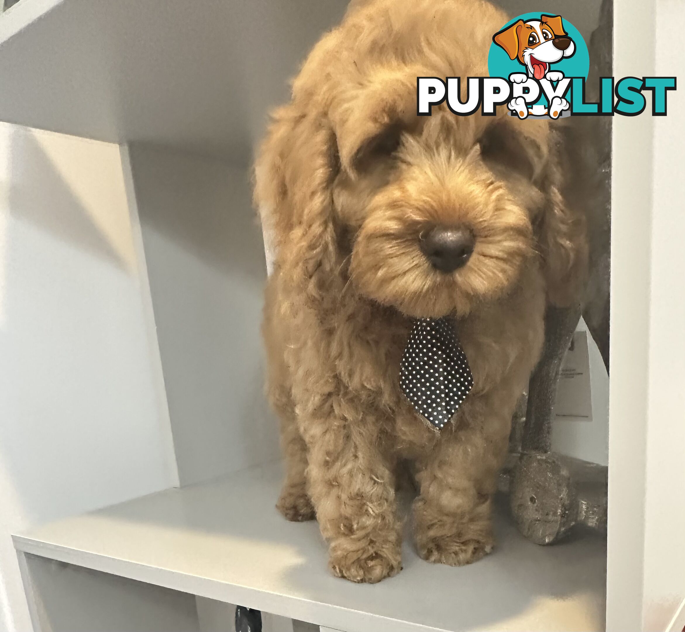 SCHNOODLE - PET or THERAPY DOG SCHNAUZER X TOY POODLE - 1RED &amp; 1GOLD MALES