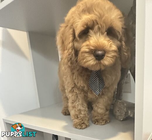 SCHNOODLES - SCHNAUZER X TOY POODLE - 1RED &amp;amp; 1GOLD MALES