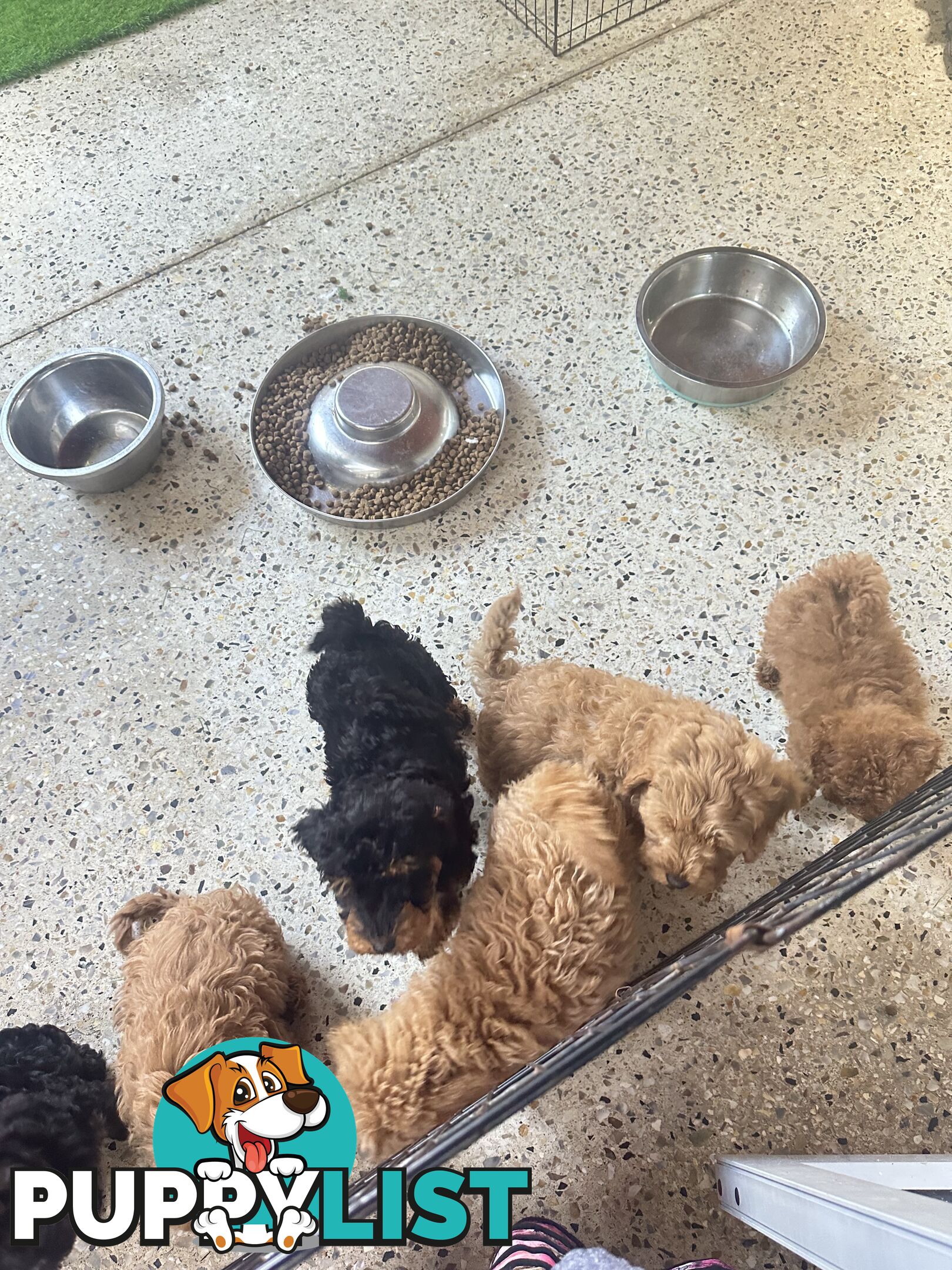 SCHNOODLE - PET or THERAPY DOG SCHNAUZER X TOY POODLE - 1RED &amp; 1GOLD MALES