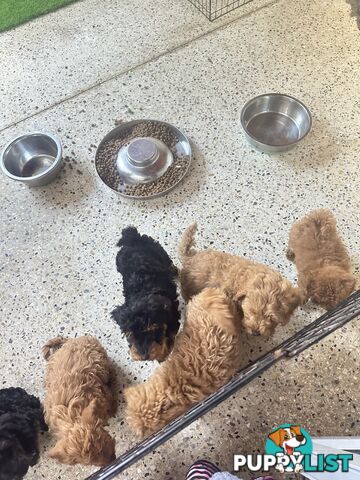 SCHNOODLE - PET or THERAPY DOG SCHNAUZER X TOY POODLE - 1RED &amp; 1GOLD MALES