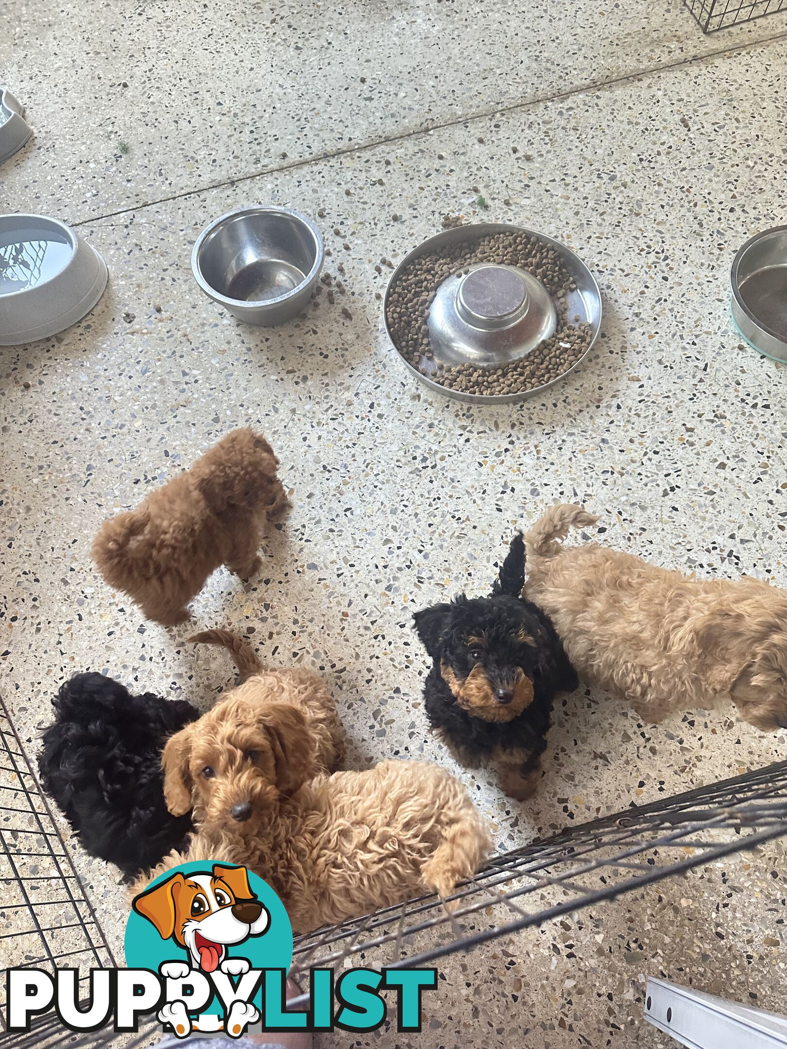 SCHNOODLE - PET or THERAPY DOG SCHNAUZER X TOY POODLE - 1RED &amp; 1GOLD MALES