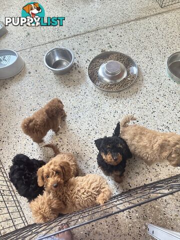 SCHNOODLE - PET or THERAPY DOG SCHNAUZER X TOY POODLE - 1RED &amp; 1GOLD MALES