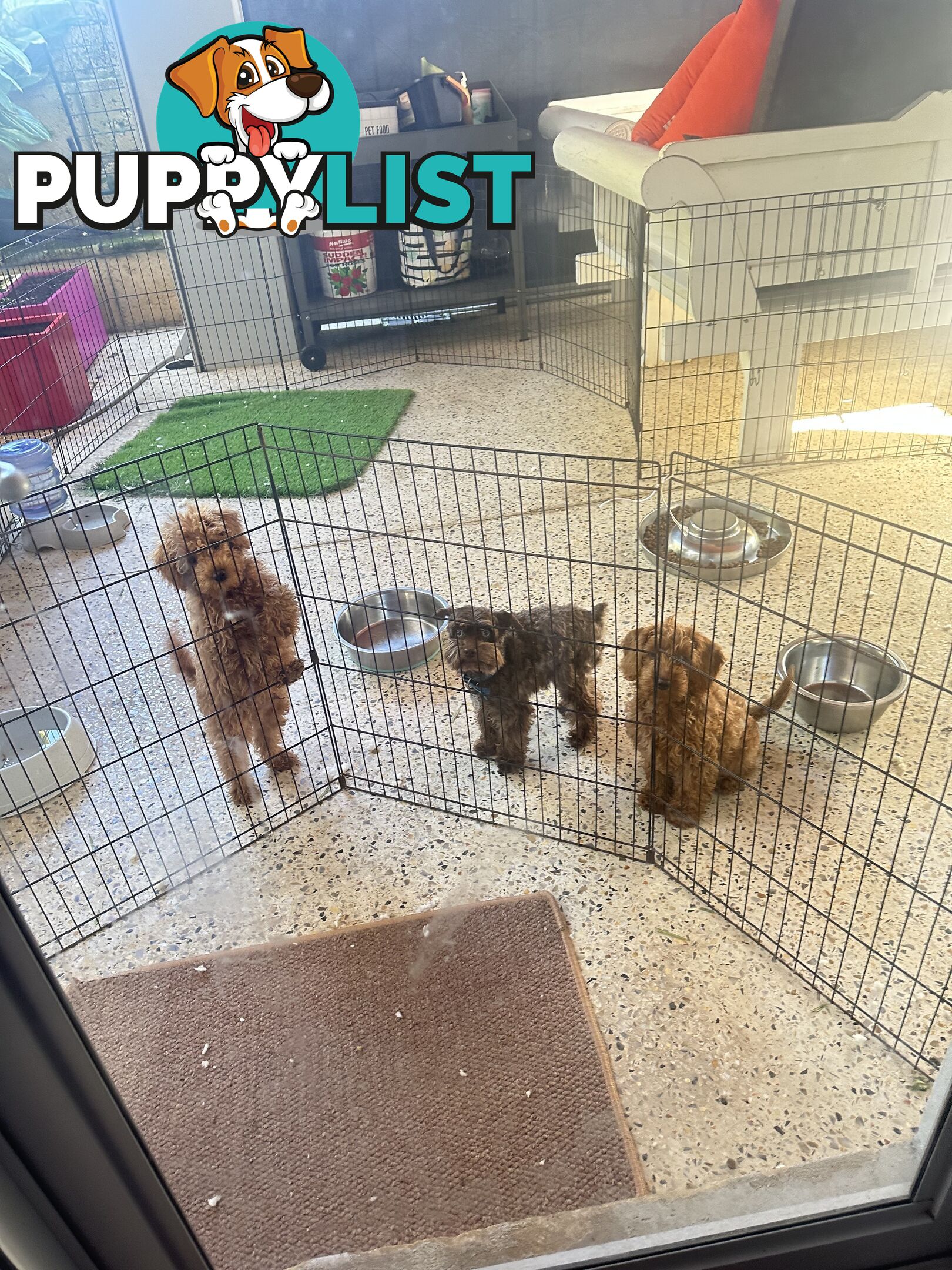 SCHNOODLE - PET or THERAPY DOG SCHNAUZER X TOY POODLE - 1RED &amp; 1GOLD MALES