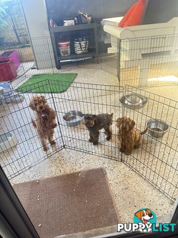 SCHNOODLE - PET or THERAPY DOG SCHNAUZER X TOY POODLE - 1RED &amp; 1GOLD MALES