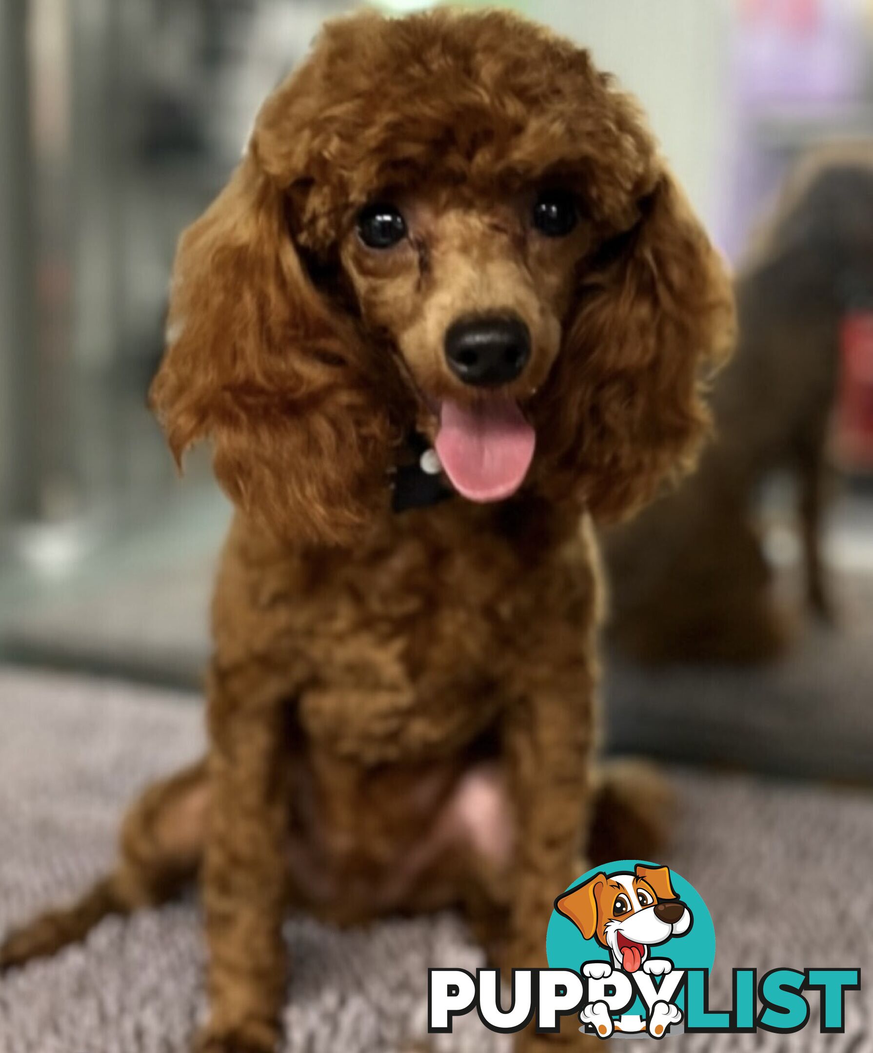 SCHNOODLE - PET or THERAPY DOG SCHNAUZER X TOY POODLE - 1RED &amp; 1GOLD MALES