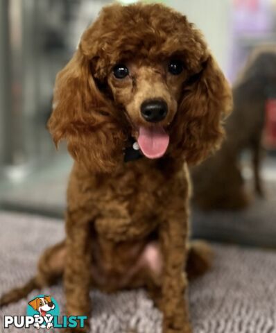 SCHNOODLE - PET or THERAPY DOG SCHNAUZER X TOY POODLE - 1RED &amp; 1GOLD MALES