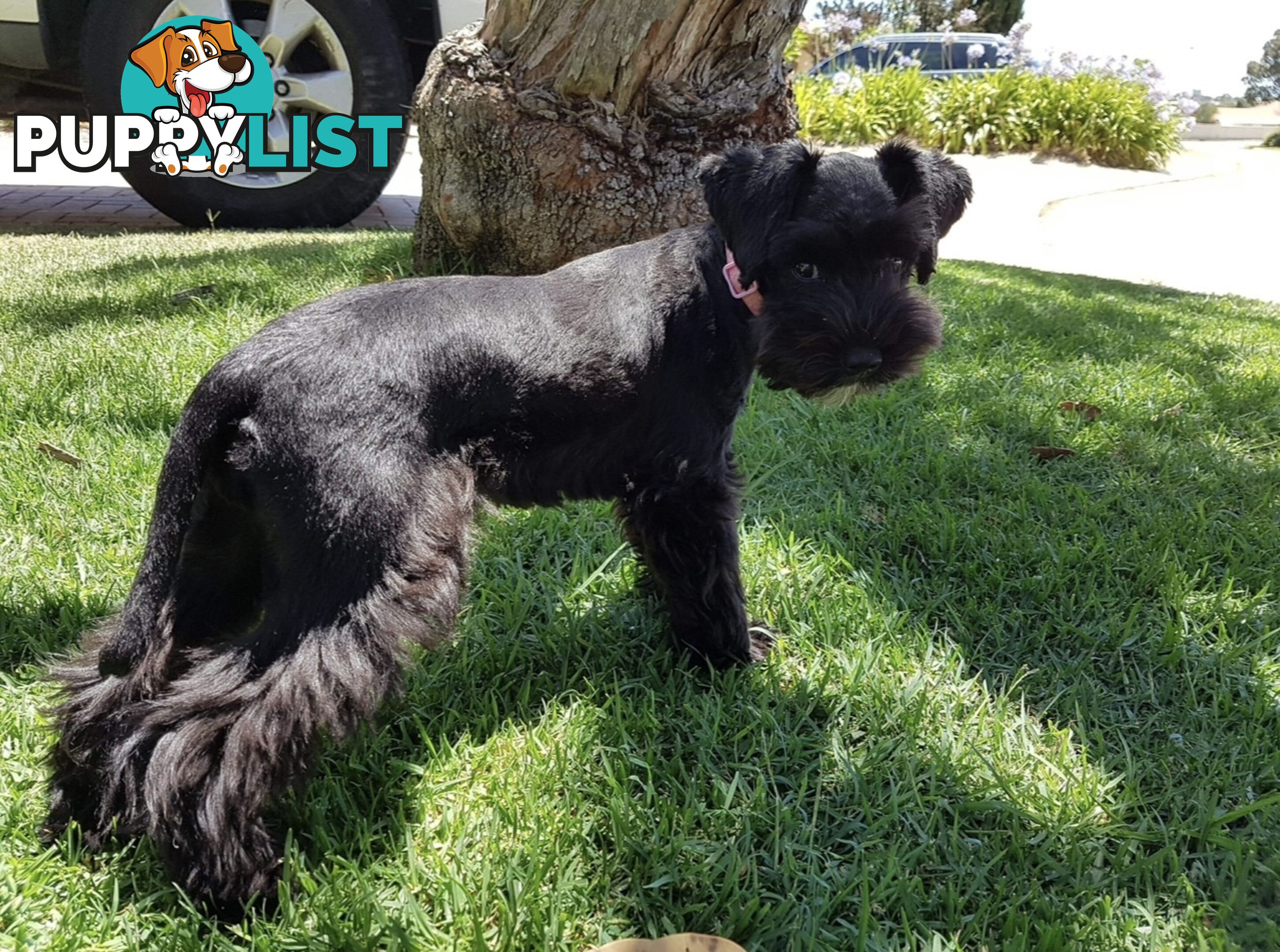SCHNOODLE - PET or THERAPY DOG SCHNAUZER X TOY POODLE - 1RED &amp; 1GOLD MALES