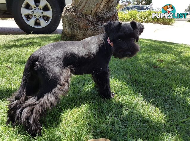 SCHNOODLE - PET or THERAPY DOG SCHNAUZER X TOY POODLE - 1RED &amp; 1GOLD MALES