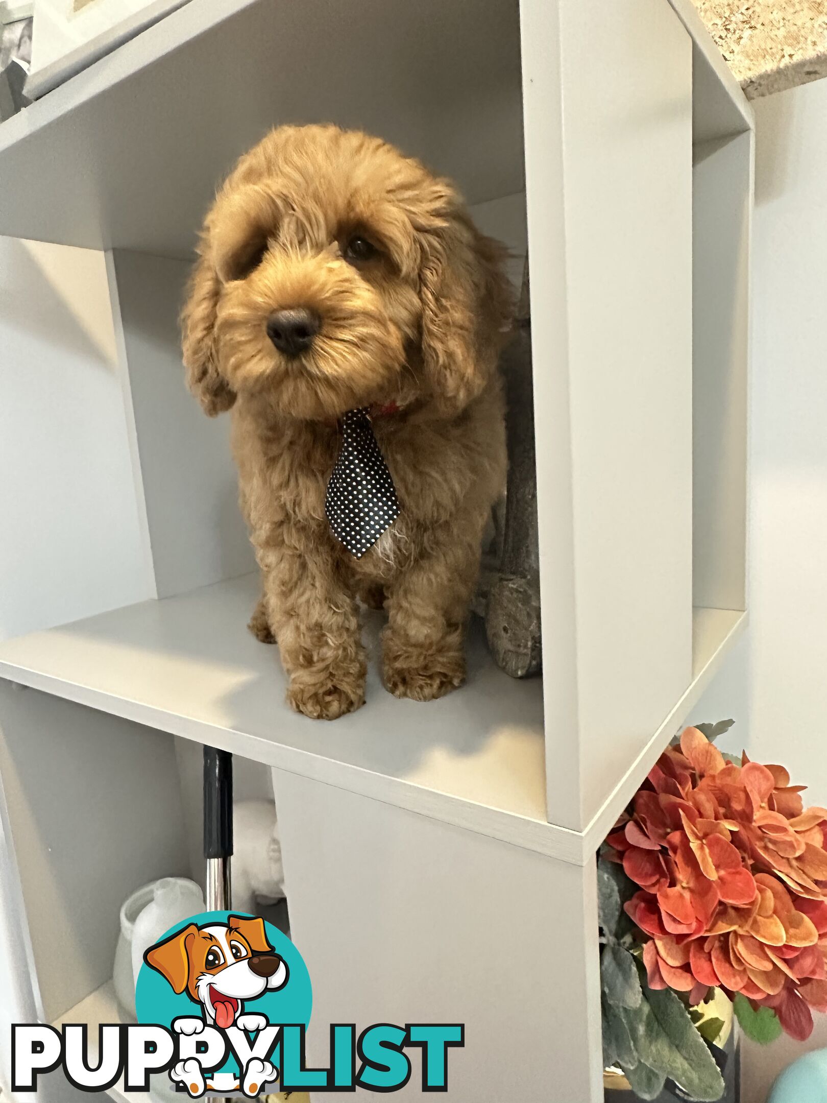 SCHNOODLE - PET or THERAPY DOG SCHNAUZER X TOY POODLE - 1RED &amp; 1GOLD MALES