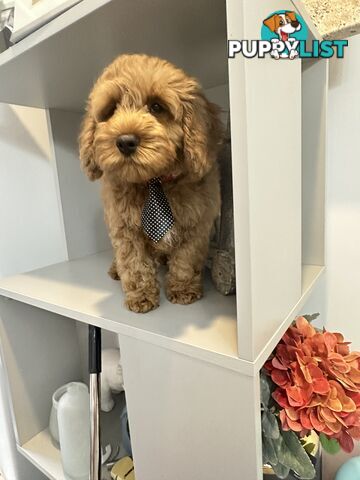SCHNOODLE - PET or THERAPY DOG SCHNAUZER X TOY POODLE - 1RED &amp; 1GOLD MALES