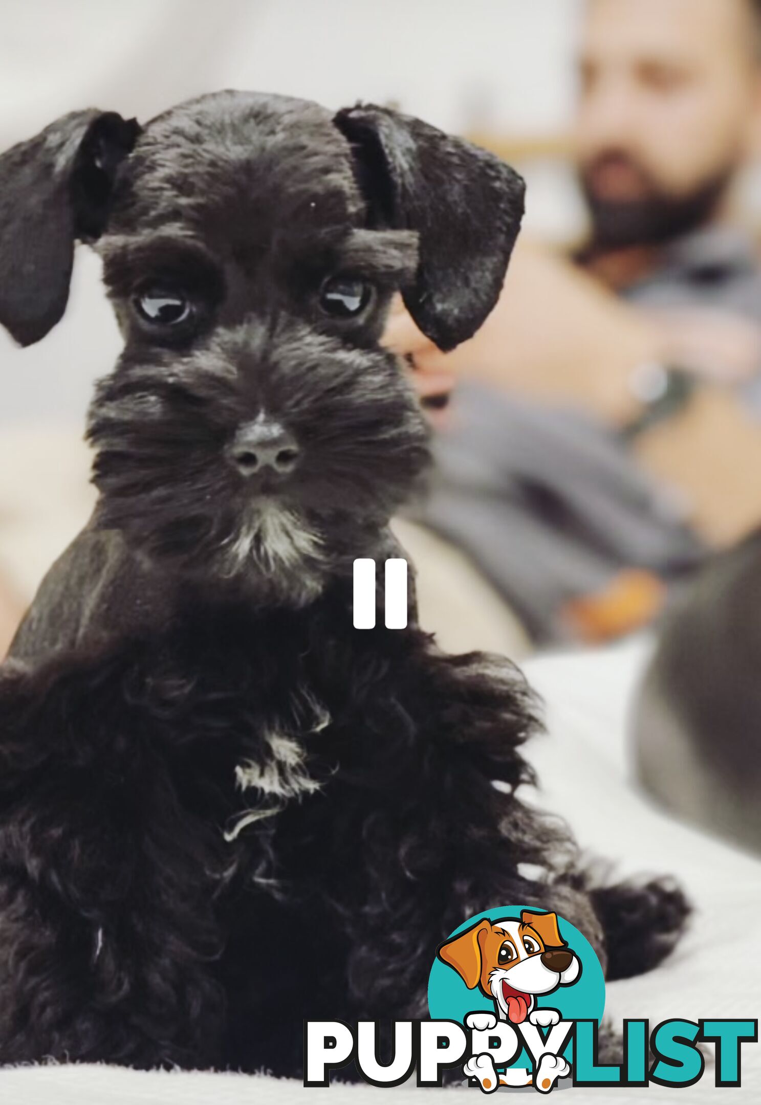 SCHNOODLE - PET or THERAPY DOG SCHNAUZER X TOY POODLE - 1RED &amp; 1GOLD MALES